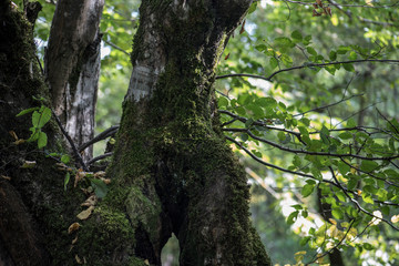 Leaves twigs green and yellow color beautiful background. Summer forest. Nature of Azerbaijan close up.