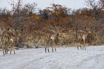 Naklejka na ściany i meble Herd of Springboks standing on a gravel road in the Etosha National Park, Namibia.