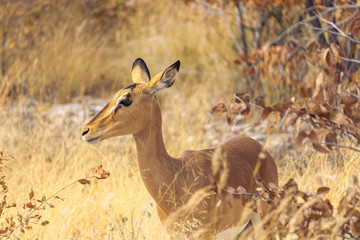 springbock bush etosha africa safari