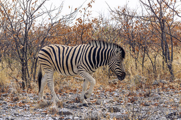 Fototapeta na wymiar zebra bush etosha africa safari
