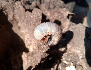 rhinoceros beetle, Rhino beetle larvae on rotten wood stump.