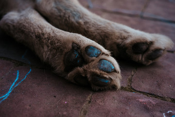 child painted with chalk the paws of a dog’s pads, alaskan malamute, selective focus © Людмила Таможенко