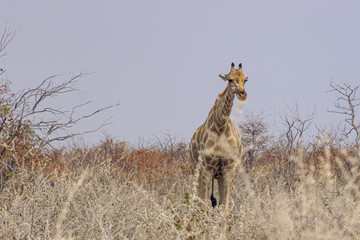 Giraffe looking over close-up