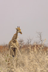 Giraffe looking over close-up