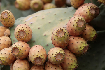 higos chumbos en una chumbera