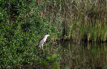Black-crowned Night Heron, Cape Cod, Massachusetts, USA.