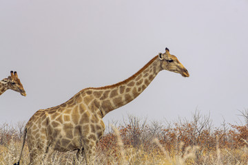 Two Giraffes walking in the grass in the Chobe National Park, Botswana.