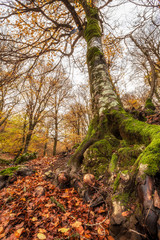 Autunno con foresta e alberi, Sicilia