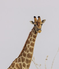 giraffe safari head close adventure wildlife