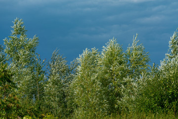 Fototapeta premium Lush green trees and leaves glowing in bright sunshine with a dark and threatening stormy sky in the background