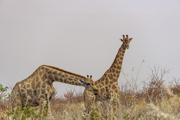 Two Giraffes walking in the grass in the Chobe National Park, Botswana.