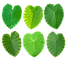 collection of taro leaf isolated on white background. Tropical plant