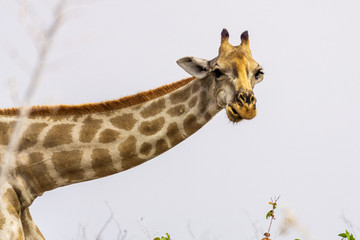 A sweet giraff is standing and looking.
