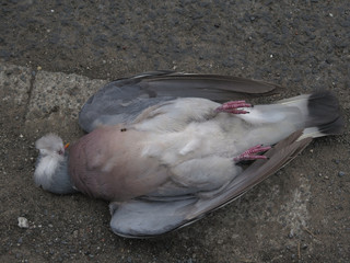 Grey and white town pigeon dead on ground