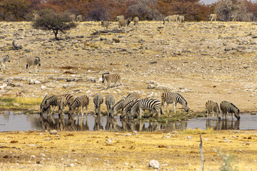 zebras etosha drinking row side by