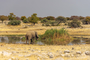 African Elephant Bull (Loxodonta africana) drinking water, South Africa