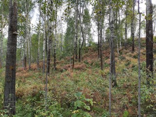 trees in the forest