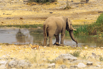Fototapeta na wymiar baby elephant drinking water in Etosha