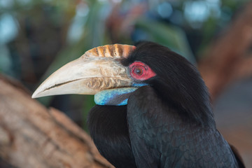 Closeup female of wreathed hornbill (rhyticeros undulatus)