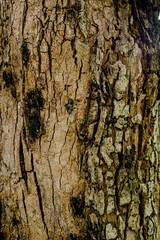 Embossed texture of the brown bark of a tree with green moss and lichen on it. Selective focus bark. 