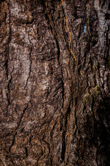 Embossed texture of the brown bark of a tree with green moss and lichen on it. Selective focus bark. 