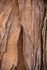 Paper bark front cluster