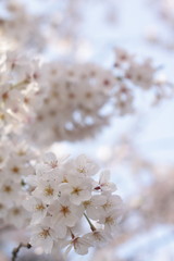 Elegant Cherry Blossom in Japanese for spring time image