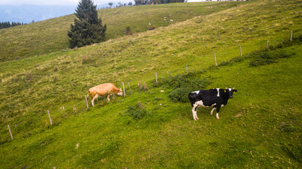 Mucche al pascolo in montagna