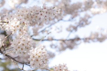 Elegant Cherry Blossom in Japanese for spring time image