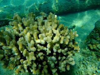 小笠原の珊瑚
