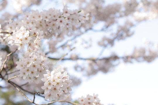 Elegant Cherry Blossom in Japanese for spring time image © jreika