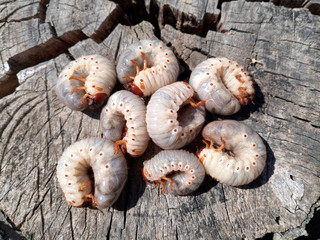 Rhino beetle larvae on an old wood stump. Large larvae of rhinoceros beetle. rhinoceros beetle