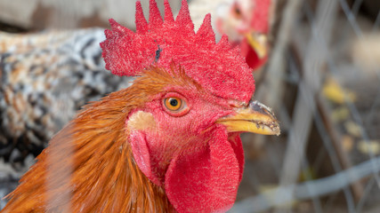 the rooster head close up