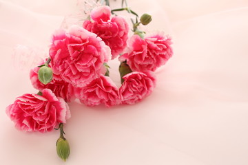 pink and white carnation for Mother's Day background image