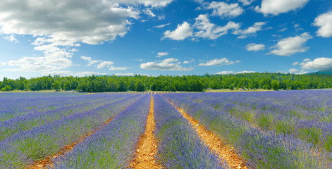 Fototapeta na wymiar plantation of bunch of lavender in provence -south of france -