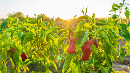 paprika growing in the garden