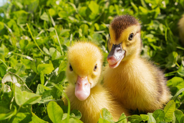 Head of a cute little newborn yellow duckling in green grass. A newly hatched duckling.