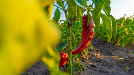 paprika growing in the garden