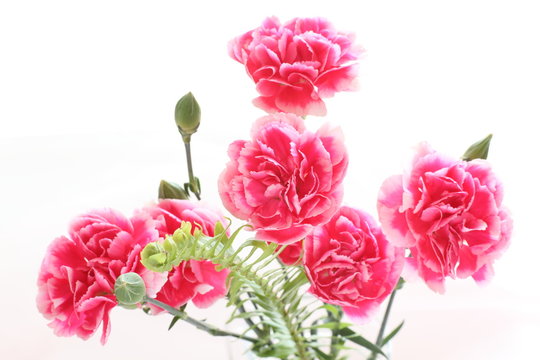 pink and white carnation for Mother's Day background image