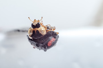 ladybug upside down macro