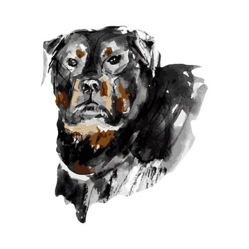 Watercolor vector sketch of a dog breed Rottweiler.