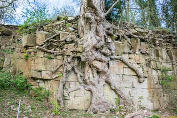 Ancient Tree Roots in a Cliff face