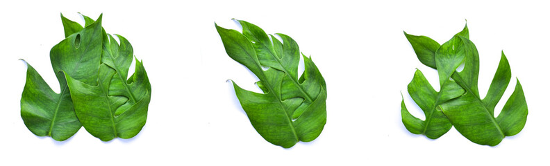 collection of monstera leaf isolated on white background. Tropical plant