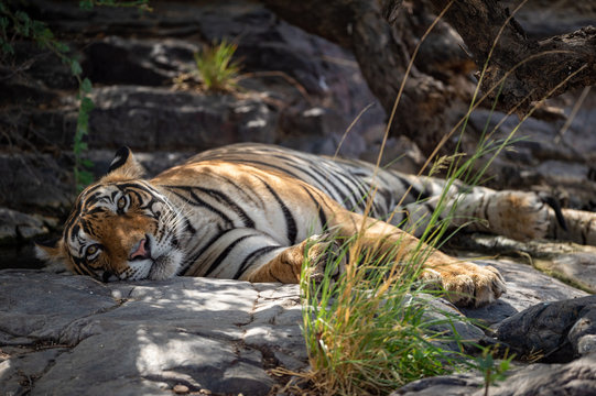 bengal tiger in nature habitat. Wildlife scene with danger animal. Head shot of tiger. Dry forest male tiger angry  Eyes and Expression resting on rocks, Panthera tigris at Ranthambore national park
