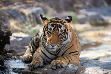 bengal tiger in nature habitat. Wildlife scene with danger animal. Head shot of tiger. Dry forest male tiger angry  Eyes and Expression resting on rocks, Panthera tigris at Ranthambore national park