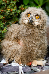 Uilskuiken kijkt nieuwsgierig