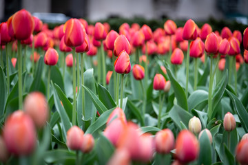 Shot of some beautiful red tulips during springtime in a public garden in New York, United States