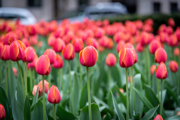 Shot of some beautiful red tulips during springtime in a public garden in New York, United States