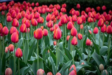 Shot of some beautiful red tulips during springtime in a public garden in New York, United States