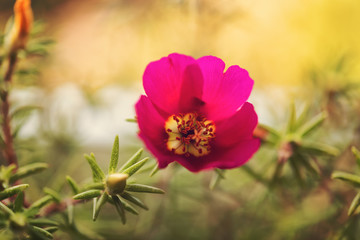 Beautiful background with a red flower and green plants in the garden, Burgas, Bulgaria. Macro photography, wallpaper, pattern, selective focus.